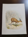 Union Castle Line R.M.S. Carnarvon Castle Dinner Menu
