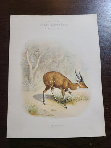 Union Castle Line R.M.S. Carnarvon Castle Dinner Menu